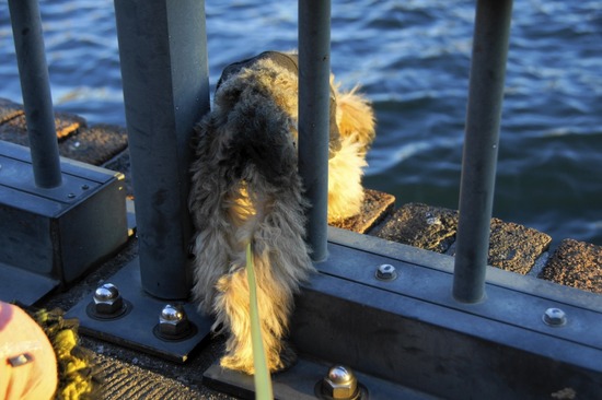 銀座トイプードルリリーas know as de wan29