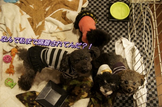 銀座トイプードルリリーas know as de wan46