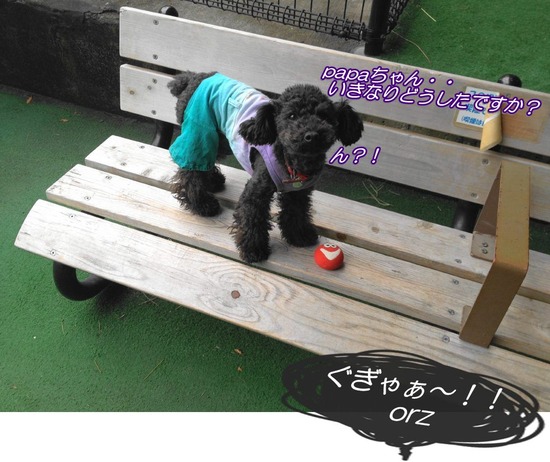 as know as de wan トイプードル 銀座リリー27