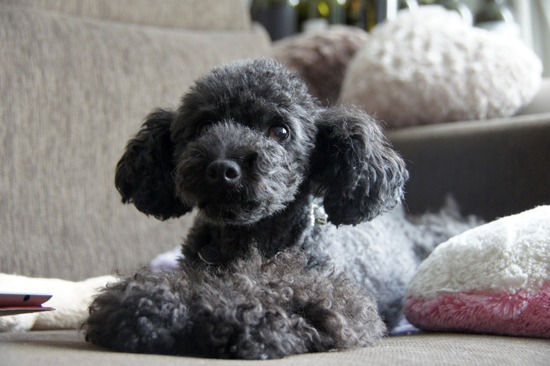 as know as de wanとトイプードルブラックの銀座リリー11