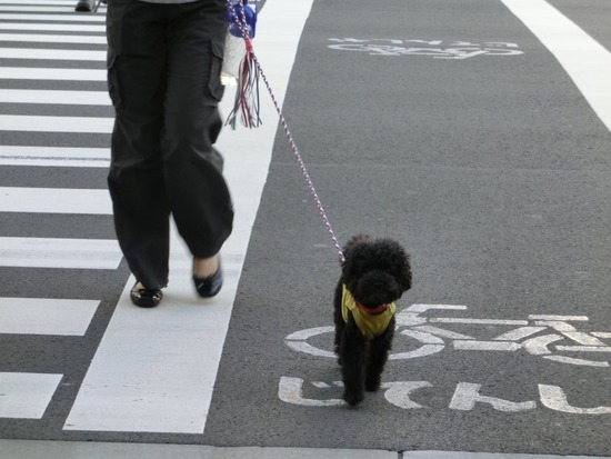 as know as de wanとトイプードルブラックの銀座リリー02