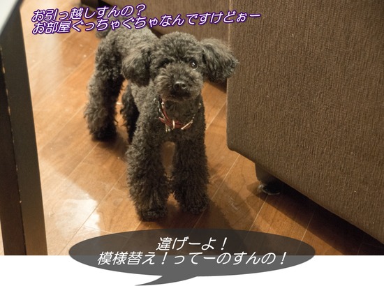ブログRosieトイプードル銀座リリーとドナas know as de wan08