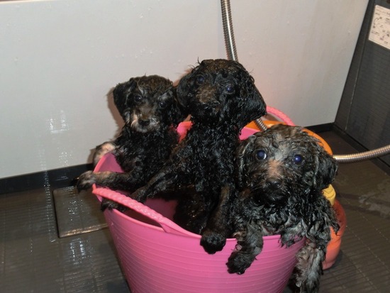 銀座 トイプードル リリー as know as de wan01 (2)