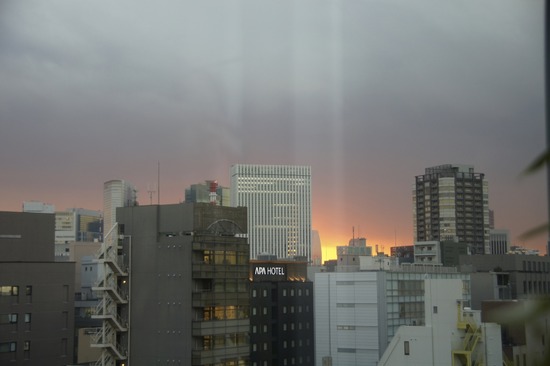 銀座トイプードルリリーas know as de wan20