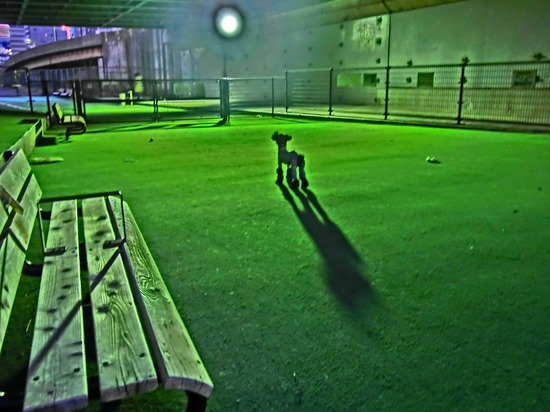 as know as de wan トイプードル 銀座リリー05