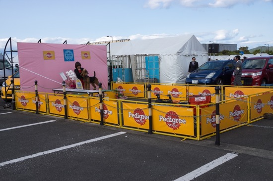 421 銀座ブラックのトイプードルリリーとドナas know as de wan20