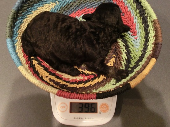 as know as de wanとトイプードルブラックの銀座リリー01