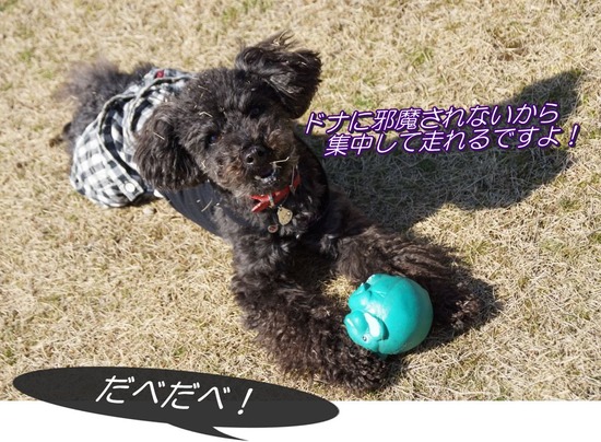 銀座トイプードルリリーとドナas know as de wan12