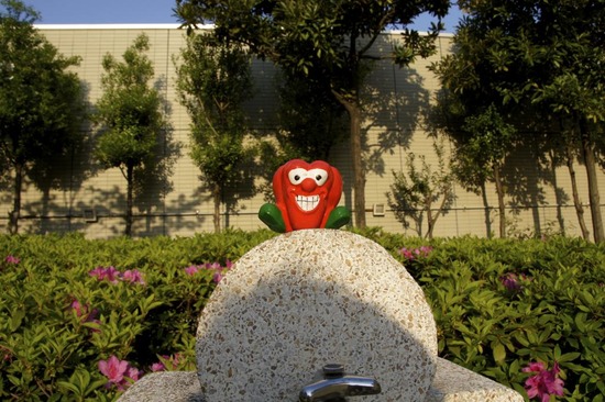 as know as de wan トイプードル 銀座リリー08