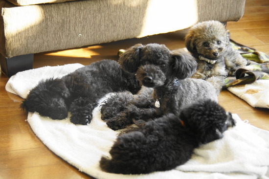 銀座トイプードルリリーas know as de wan18