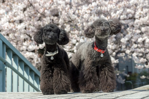 ブラックトイプードル銀座リリードナ031