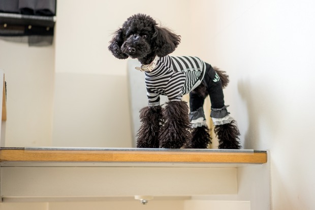 ブラックトイプードル銀座リリー＆ドナ04