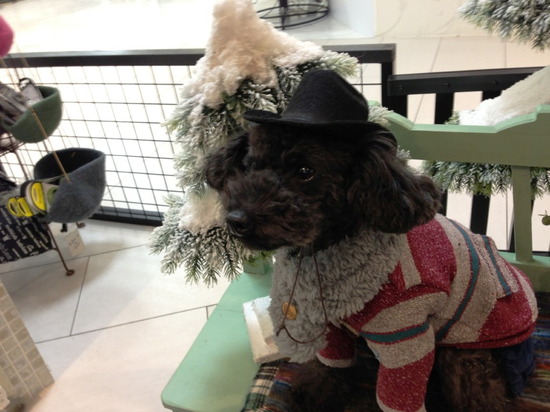 銀座トイプードルリリーas know as de wan14