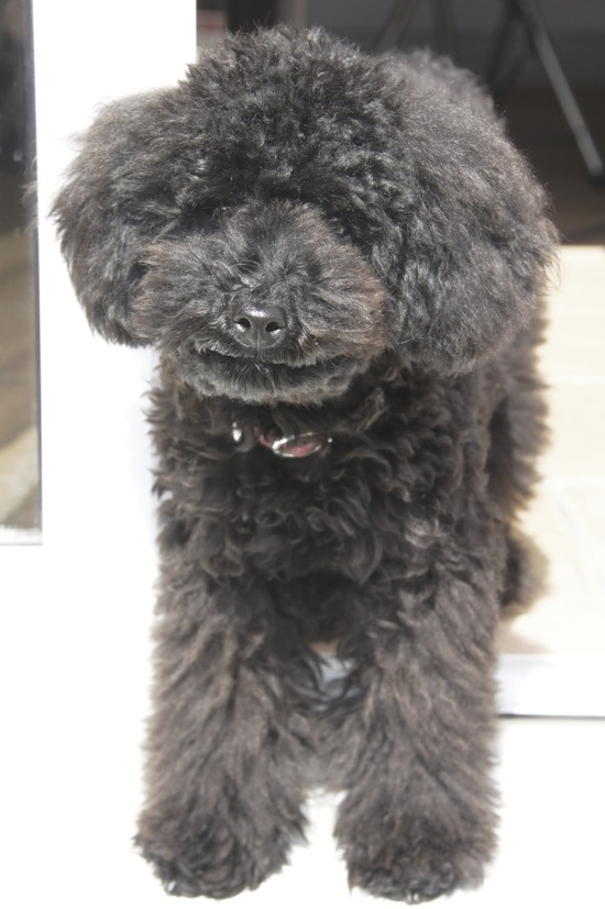 銀座トイプードルリリーとドナas know as de wan14