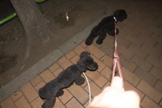 トイプードル ブログ 銀座リリーとドナas know as de wan18