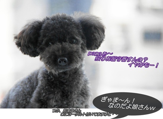 as know as de wan_銀座リリー_トイプードル00