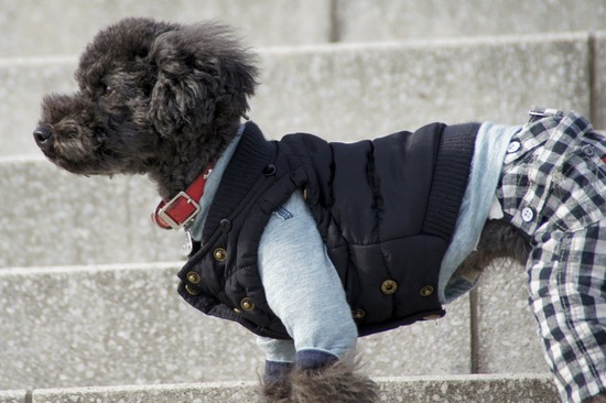 銀座トイプードルリリーas know as de wan35