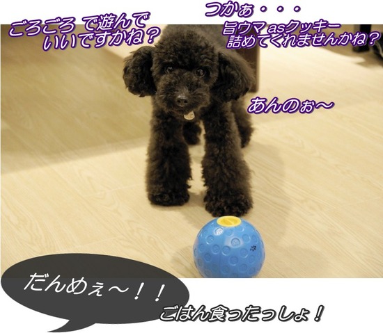 トイプードル銀座リリーasknowasdewan01