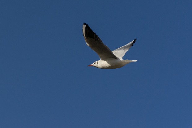 20160115ブラックトイプードル銀座リリー＆ドナ38