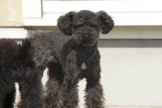 銀座トイプードルリリーとドナas know as de wan08