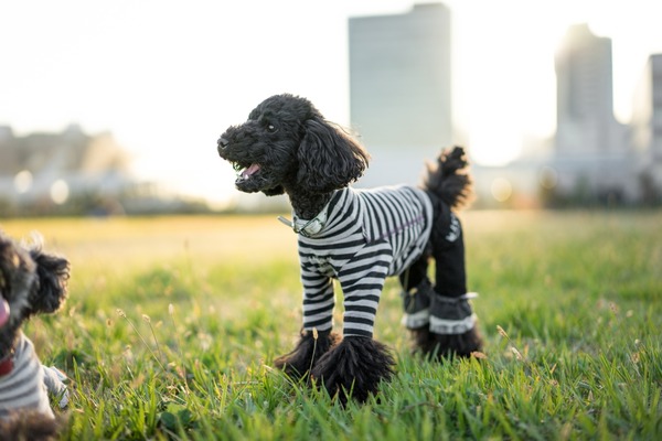 20151129ブラックトイプードル銀座リリー&ドナ020