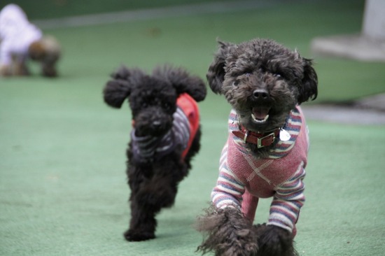 銀座トイプードルリリーas know as de wan13