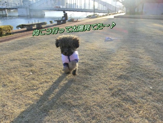 銀座トイプードルリリーas know as de wan04