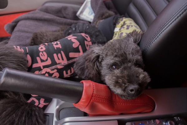 トイプードル銀座リリー002