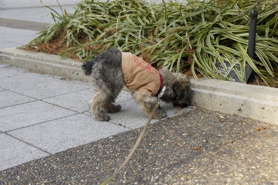 銀座トイプードルリリーas know as de wan03