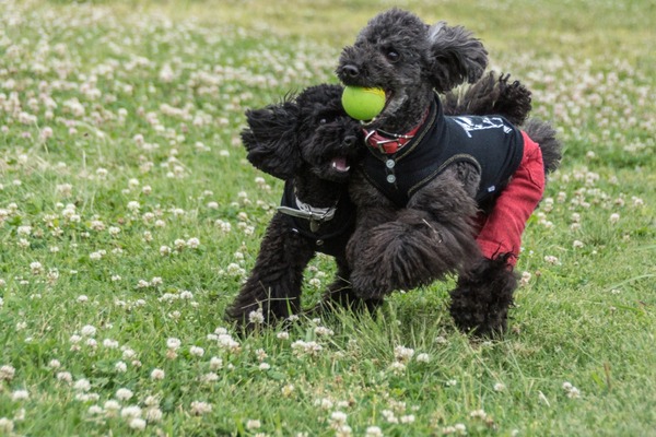 ブラックトイプードル銀座リリードナ00002