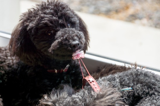 416 銀座ブラックのトイプードルリリーとドナas know as de wan01