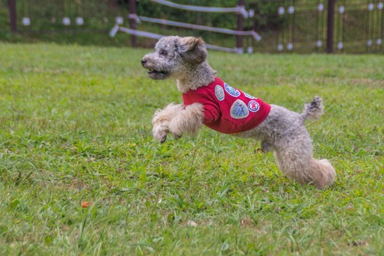 ブログRosieトイプードル銀座リリーとドナas know as de wan146