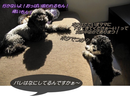 銀座 トイプードル リリー as know as de wan21