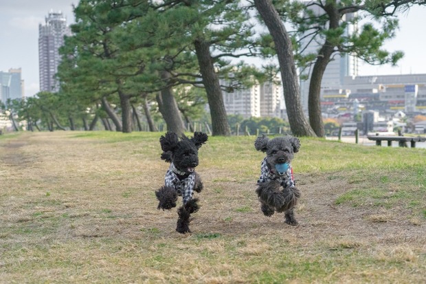 20151212ブラックトイプードル銀座リリー＆ドナ12