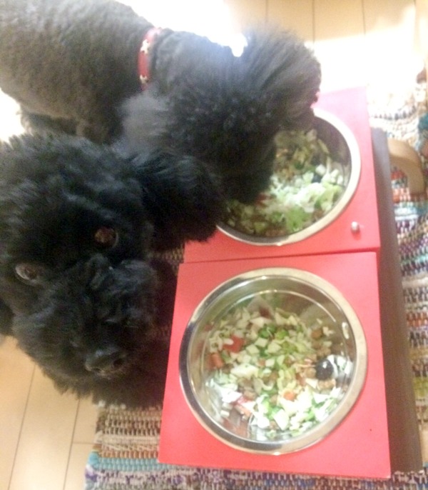 ブラックトイプードル銀座リリー＆ドナ187