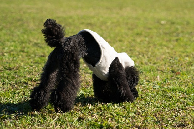 20151222ブラックトイプードル銀座リリー＆ドナ21