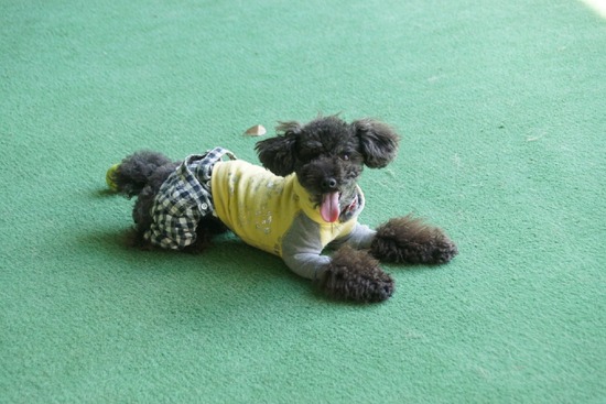 ニャンバーワン,銀座トイプードル,リリーとドナ,asknowasdewan005