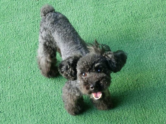 as know as de wanとブラックのトイプードル銀座リリー00