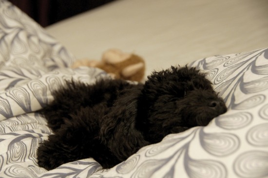 銀座トイプードルリリーas know as de wan02