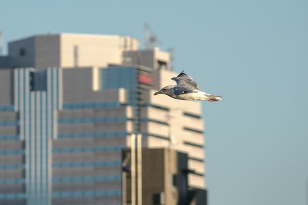 20151127ブラックトイプードル銀座リリー＆ドナ018
