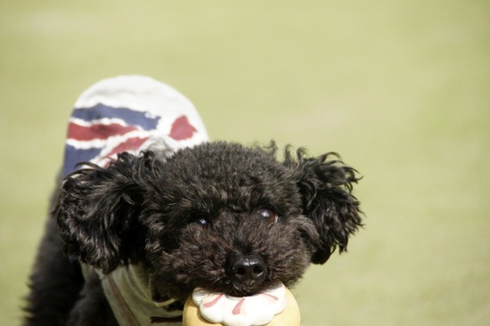 as know as de wan_銀座リリー_トイプードル03