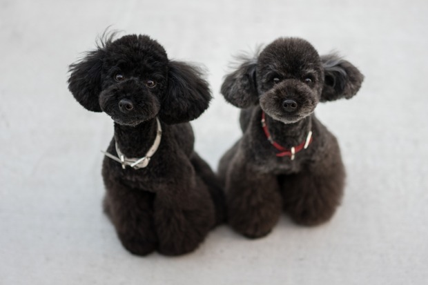 20151216ブラックトイプードル銀座リリー＆ドナ07