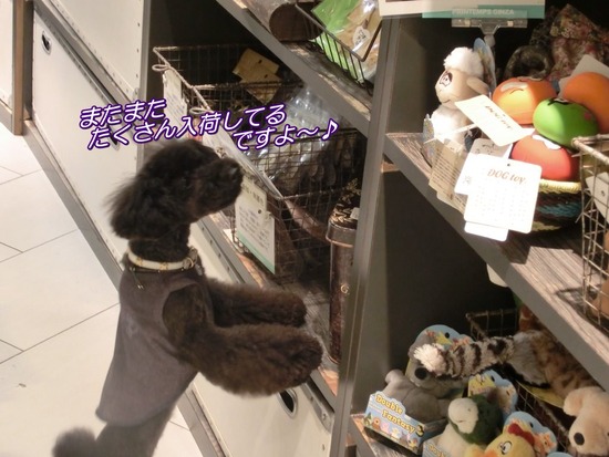 トイプードル銀座リリーとas know as de wan11