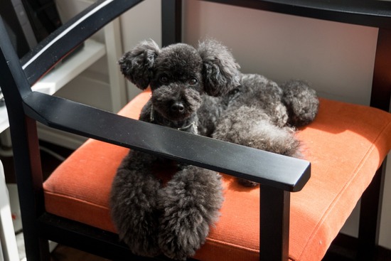 ブログRosieトイプードル銀座リリーとドナas know as de wan23