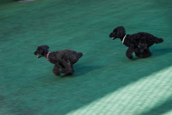 トイプードル ブログ 銀座リリーとドナ20