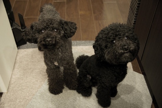 トイプードル銀座リリーとas know as de wan12