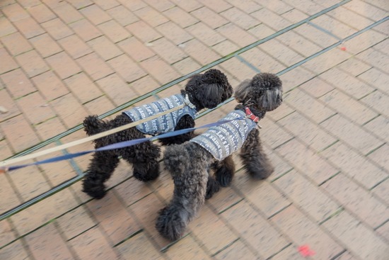 ニャンバーワン,銀座トイプードル,リリーとドナ,asknowasdewan010