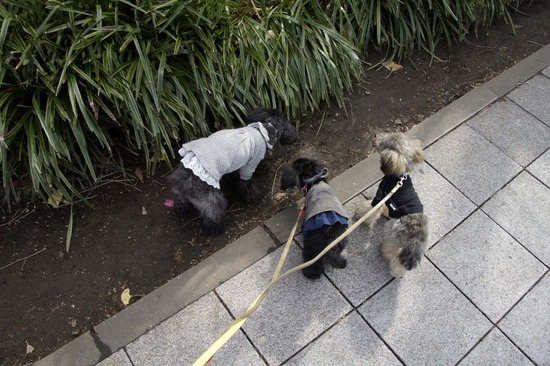 銀座トイプードルリリーas know as de wan24