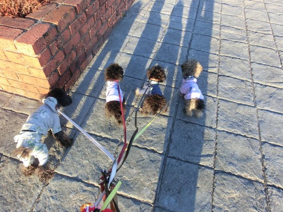 銀座トイプードルリリーas know as de wan13