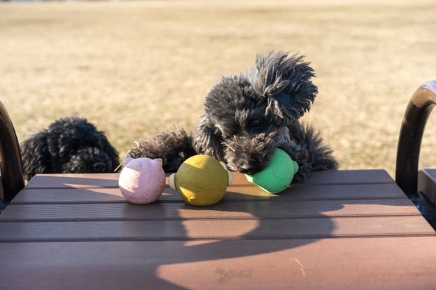 20160203ブラックトイプードル銀座リリードナ45